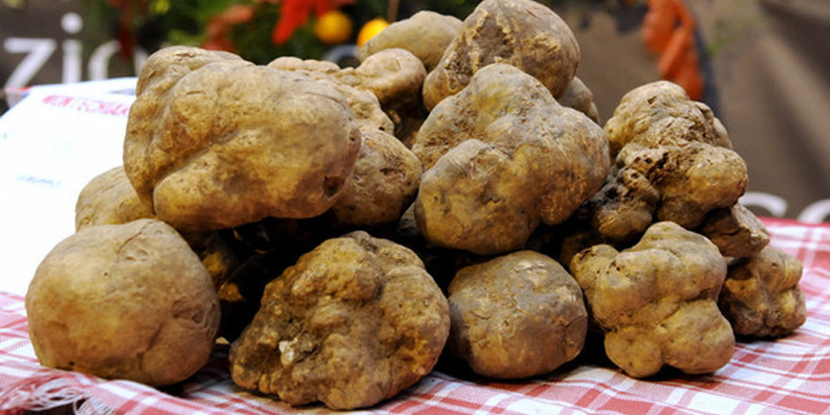 The Profood Guide to White Truffles – plus three quick and easy recipes